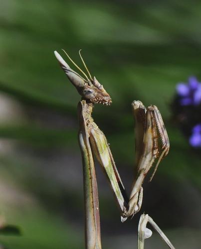 Réf. 235 258 : Empusa pennata
